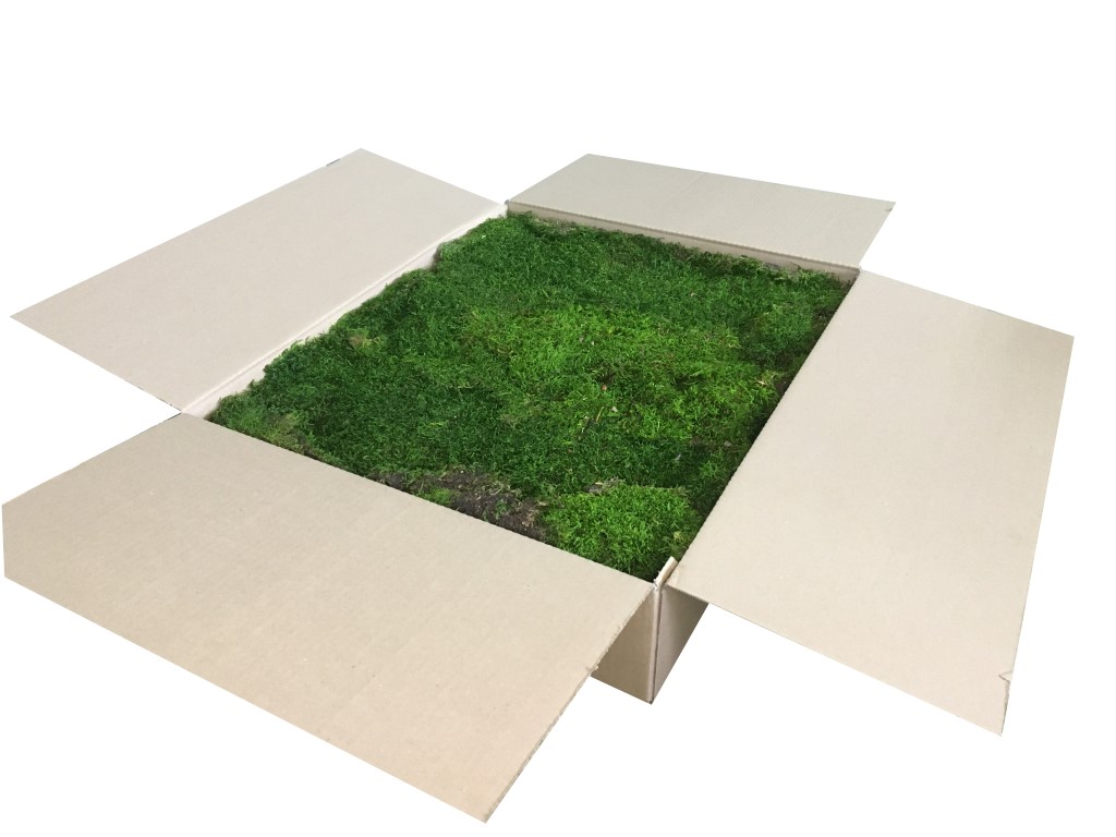Preserved Swedish Flat Moss/ Forest Moss Medium Green XL Bulk Box
